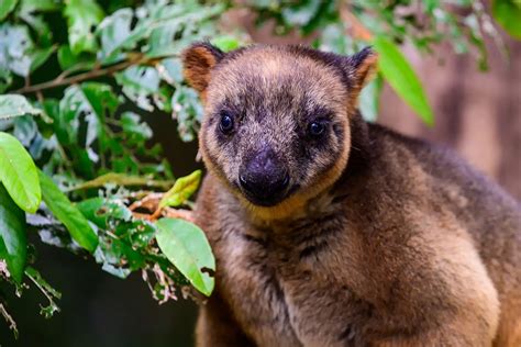 David Fleay Wildlife Park West Burleigh Must Do Brisbane