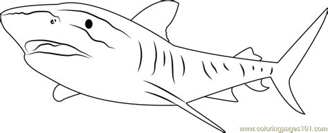 Shark coloring pages for kids. Tiger Shark Great Barrier Coloring Page - Free Shark ...