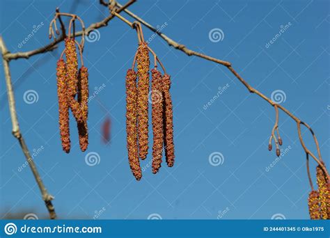 European Alder Tree Alnus Glutinosa Close Up Of Cones And Catkins