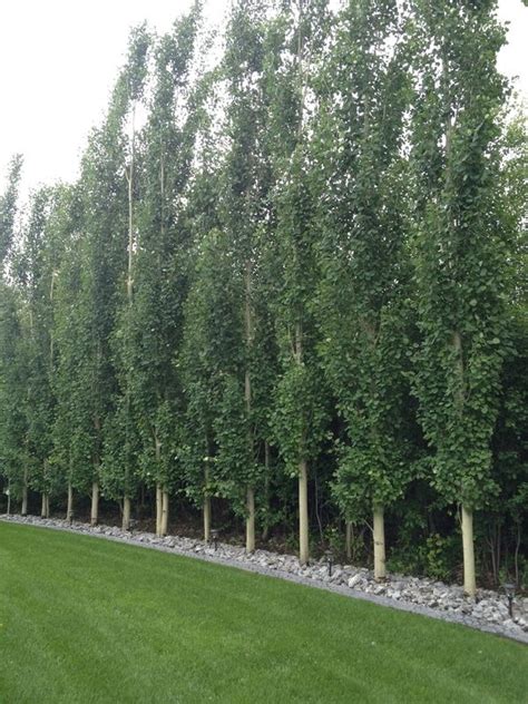 Deciduous Trees Backyard Trees Fence Landscaping Privacy Landscaping