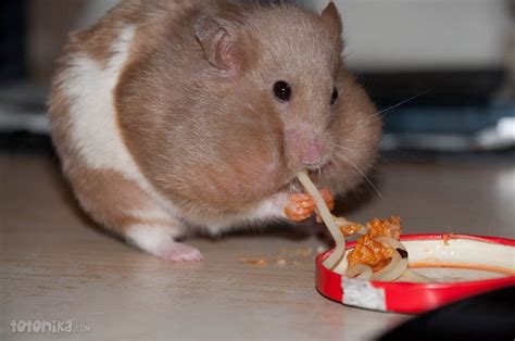 Just A Hamster Eating Spaghetti Raww