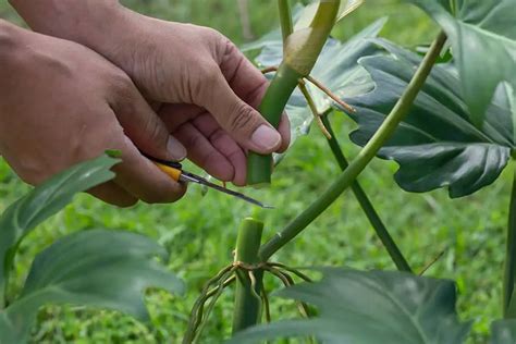How To Propagate Philodendron A Quick And Easy Guide Above And