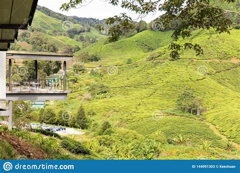 British land surveyor william cameron stumbled upon the highlands in 1885, home to forests and a handful of senoi orang asli settlements (west malaysia's indigenous people). CAMERON HIGHLANDS, MALAYSIA, APRIL 6, 2019: BOH Sungai ...