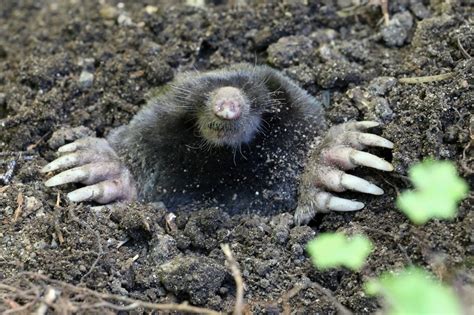 Yard Mole Removal Modern Wildlife Control