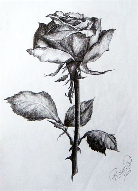 Pin De Clauss En Drawingpainting Dibujos De Rosas Dibujos A Lapiz