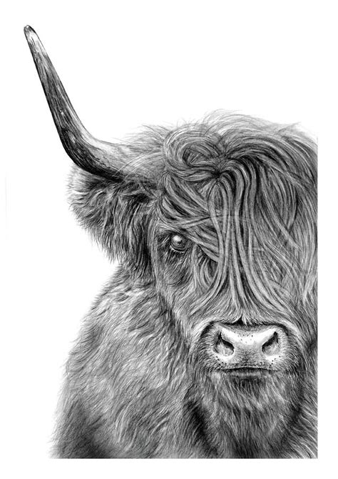 Heather The Highland Cow Drawing By Michelle Goring Fine Art America