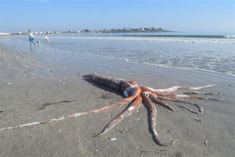 Giant Squid Weighing Over 700 Pounds Washes up on Beach