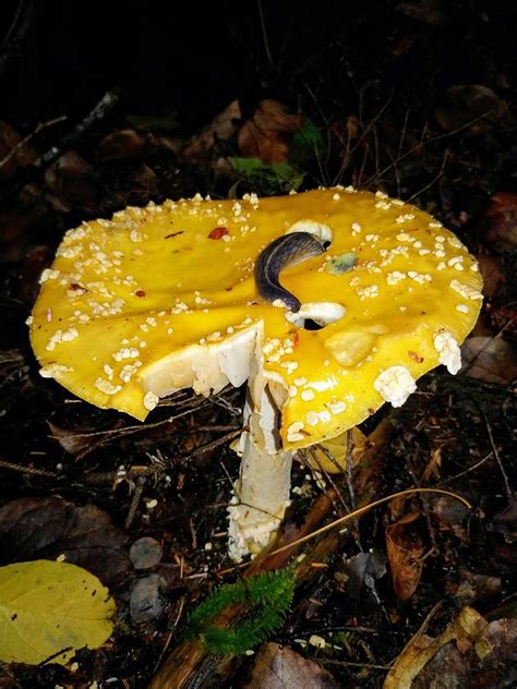 When you are getting bad smell, they have become inedible. Slimy Slug Enjoying a Mushroom Photograph by Darrell MacIver
