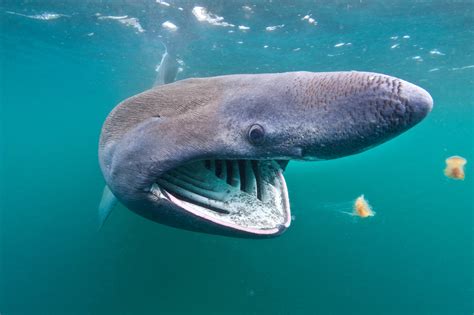 Check spelling or type a new query. Calls for giant 40ft Basking Sharks to be given world's ...
