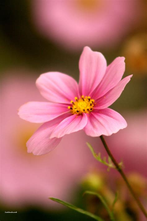 Download and use 100,000+ beautiful flowers stock photos for free. cosmos rose | Amazing flowers, Cosmos flowers, Beautiful ...