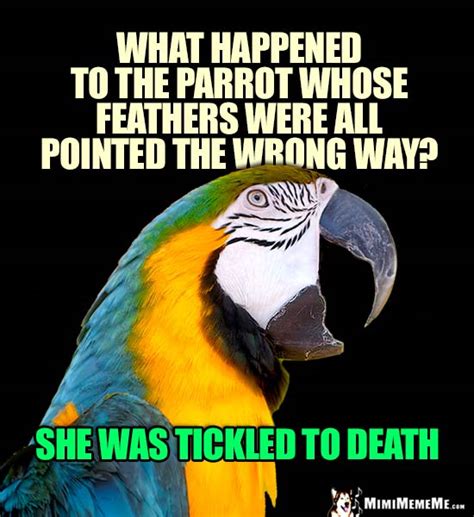 Funny Parrot Jokes Pet Bird Riddles Cheep Lols Birdie Humor Pg 7
