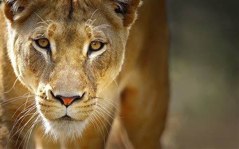 Nature Animals Lion Wildlife Yellow Eyes Wallpapers Hd Desktop