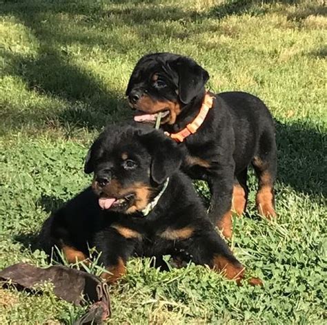 We have proudly provided u.s homes with cute and healthy rottweiler puppies of love for years. Rottweiler Puppies For Sale | Louisville, KY #223140