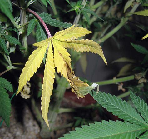 Cannabis Leaf Yellowing Chart