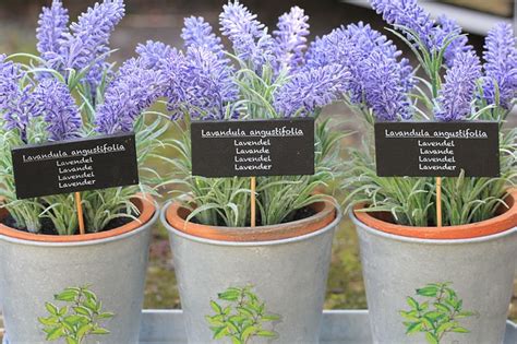 How To Grow Lavender Care Tips For Growing Lavender Plant
