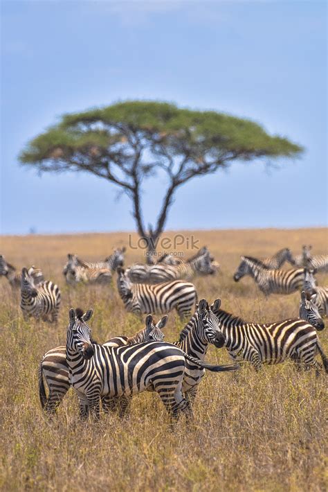 african zebra herd picture and hd photos free download on lovepik