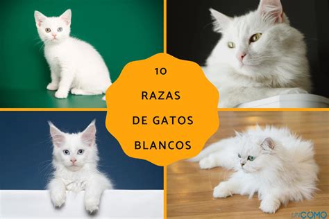 10 Razas De Gatos Blancos ¡descubre Cuáles Son Y Sus Características