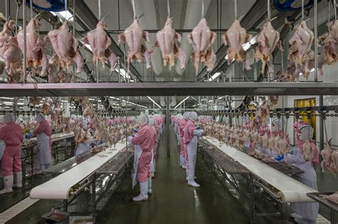 This Chicken Processing Factory Northwest Of Shanghai One Of Chinas Largest Employs About