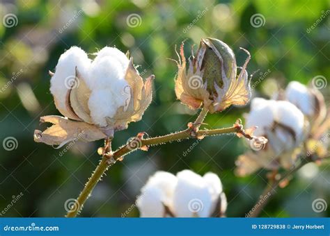 39237 Cotton Plant Stock Photos Free And Royalty Free Stock Photos