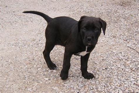 Boxer puppies for sale, boxer dogs for adoption and boxer dog breeders. 36 Wonderful Black Boxer Dog Images And Photos
