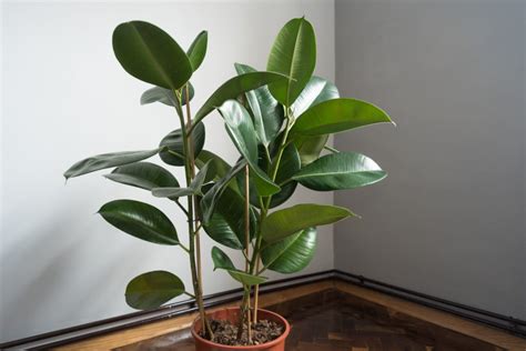 Maybe you would like to learn more about one of these? Feigenbaum-Sorten: Winterharte Sorten für den Garten
