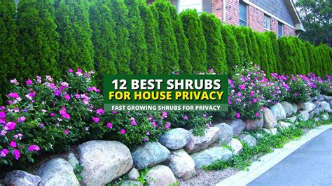 Top 12 Best Fast Growing Shrubs For Privacy 🌿🌸 Youtube