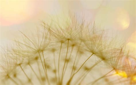 Macro Dandelion Fluff Mac Wallpaper Download Allmacwallpaper