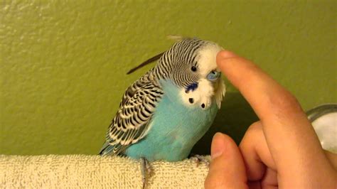 Super Rare Budgie Adult Youtube