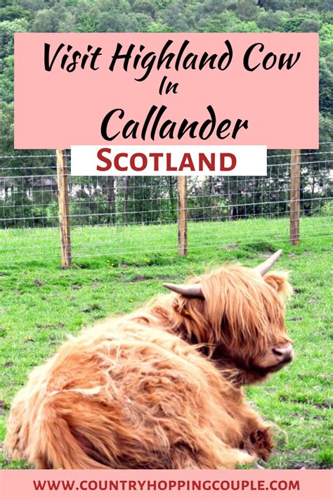 Explore Callander Town And Visit The Highland Cows In Scotland In 2020