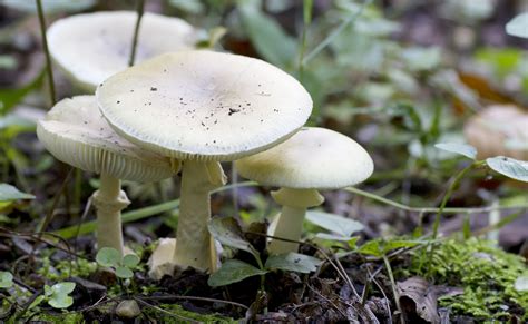 Two Of The Most Toxic Mushrooms Are Found In Northern California