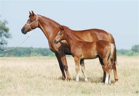 Het Jonge Arabische Veulen Weiden Stock Foto Image Of Eten Paarden