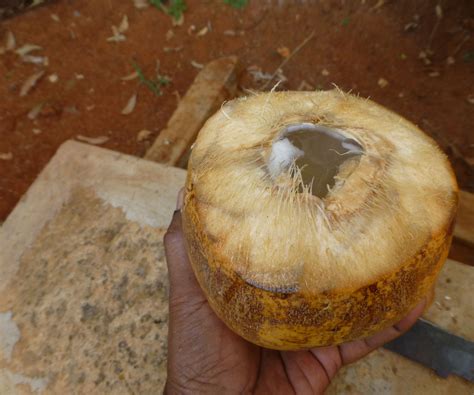 How To Cut Open A Tender Coconut 7 Steps With Pictures Instructables