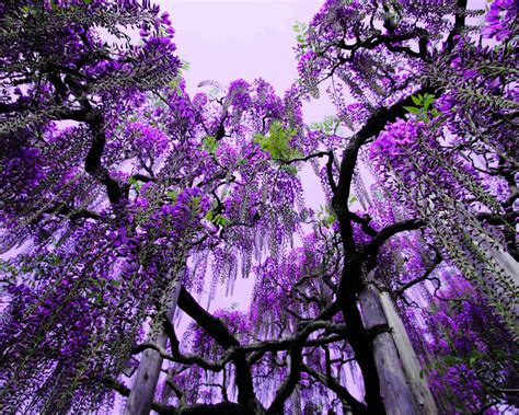 wisteria ashikaga flower park japan tree  purple flowers