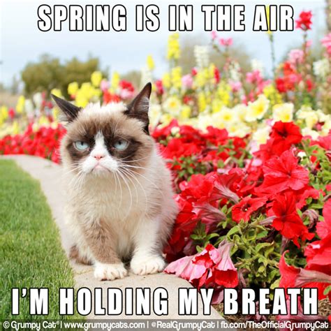 Its The First Day Of Spring Grumpy Cat