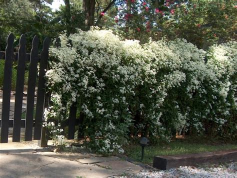 When planting along a fence row, balance the landscape design by implementing shrubs in addition to · it's a fence which is a good 5m long and we planted 5 jasmine plants along it. 10 Privacy Plants for Screening Your Yard in Style