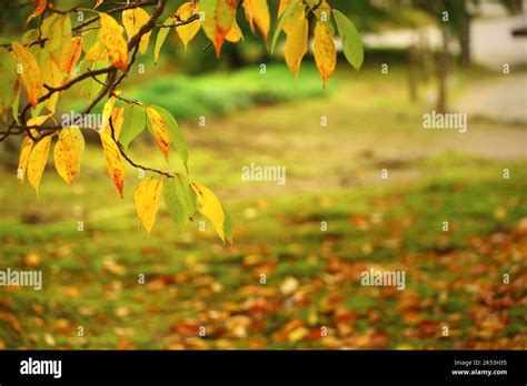 Leaves Of A Beech Tree In An Autumn Park Turning Yellow Stock Photo Alamy