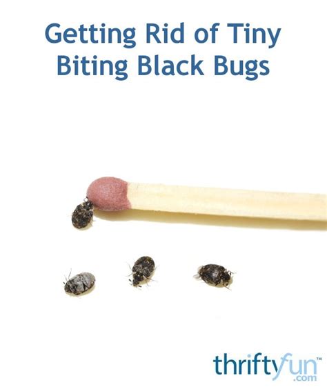 Getting Rid Of Tiny Biting Black Bugs Thriftyfun
