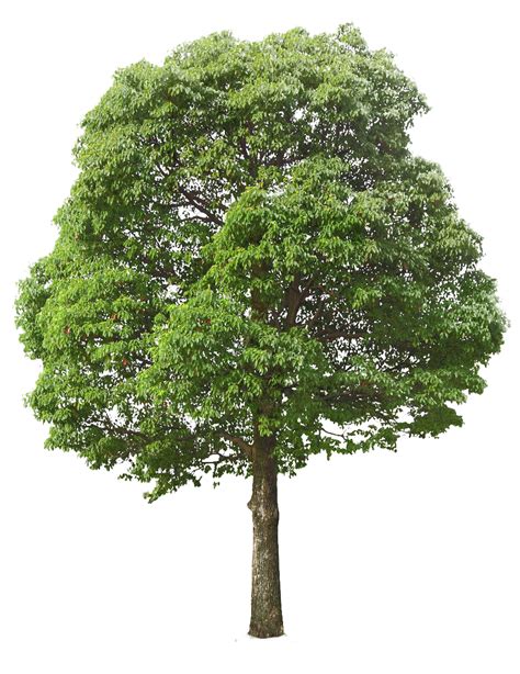 In addition, we have added what should happen when a user hovers over one of the images. Transparenten Hintergrund Baum Png - inselstaat im pazifik