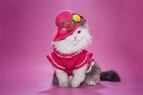 Best Type Of Cat Clothing How To Make Your Furball Cool And Cute