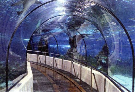 Shark Tunnel Part Of Sc Aquarium S 685 Million