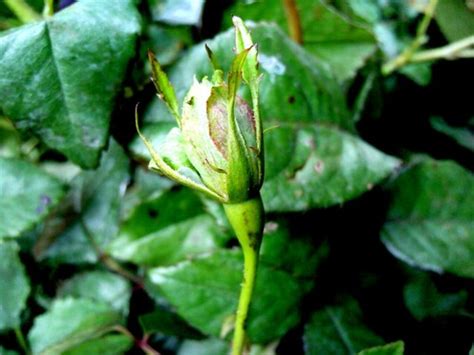 Green Rose Plants At Best Price In Bengaluru Karnataka Nicks Gardenss