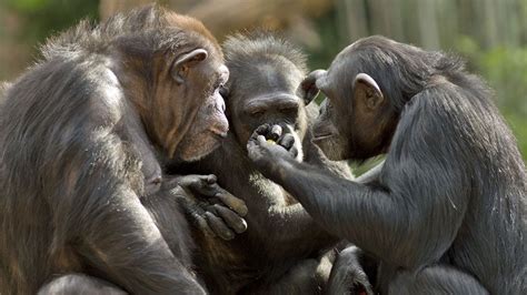 How Chimpanzees Bond Over A Movie Together Bbc News