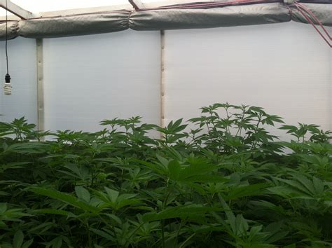 Start seedlings early in the spring and prop the cold frame up in the summer specifications. Solexx Greenhouse Covering for growing Cannabis