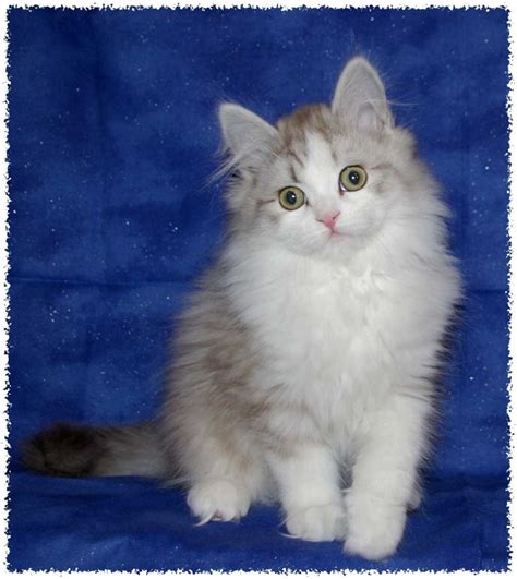 Ragamuffin Information Health Pictures And Training Pet Paw