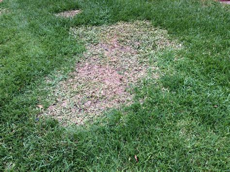 Ask Burton This Week A Heads Up On A Nasty Turf Disease In Our Area