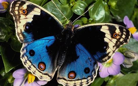 Hermosas Mariposas Taringa