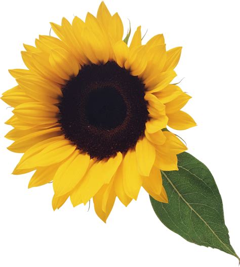 Sunflower Png Image Purepng Free Transparent Cc0 Png Image Library