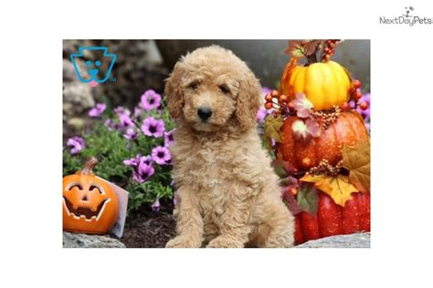 Looking for a doodle puppy to add as a new family member? Brittany: Goldendoodle puppy for sale near Lancaster, Pennsylvania. | 648805a1-72e1