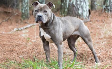 Important Facts About Blue Nose American Pitbull Terrier