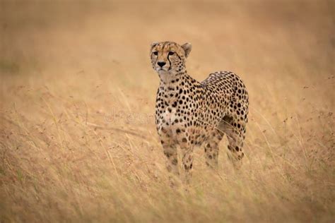 Cheetah Stands In Long Grass Raising Head Stock Photo Image Of